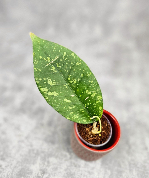 Hoya Sp. Aceh Embun Madu 