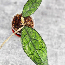 Hoya Clemensiorum Aceh #003                  