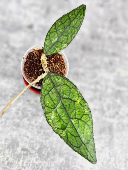 Hoya Clemensiorum Aceh #003                  