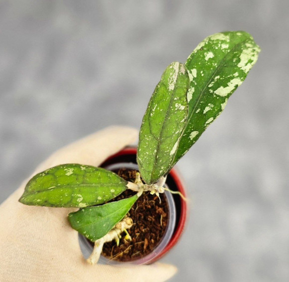 Hoya Clemensiorum Aceh #034 