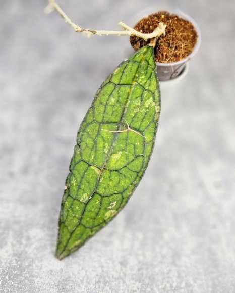 Hoya Clemensiorum Aceh ar #151