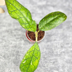 Hoya Clemensiorum Kaltin