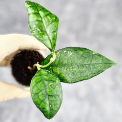 Hoya Clemensiorum Sarawak #002  