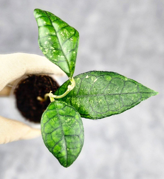 Hoya Clemensiorum Sarawak #002  