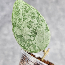 Hoya Caudata Aceh Red Leaf  