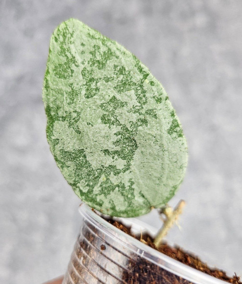 Hoya Caudata Aceh Red Leaf Hoya Caudata Aceh Red Leaf