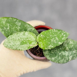 Hoya Caudata Aceh  High Splash  