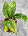 Hoya Sp Aceh 