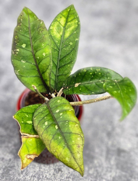 Hoya Sp Aceh 