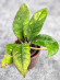 Hoya Sp Aceh 