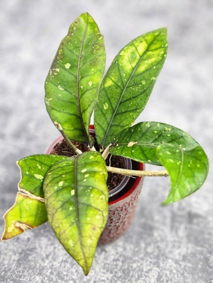 Hoya Sp Aceh Hoya Sp Aceh