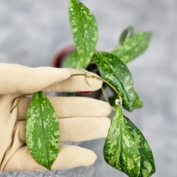 Hoya Forbesii Aceh Splash 