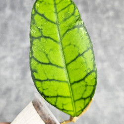 Hoya Calistophylla Big Leaf