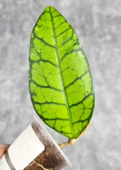 Hoya Calistophylla Big Leaf Hoya Calistophylla Big Leaf