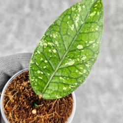 Hoya Sp. Aceh Permata Hijau