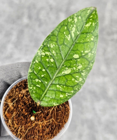 Hoya Sp. Aceh Permata Hijau Hoya Sp. Aceh Permata Hijau