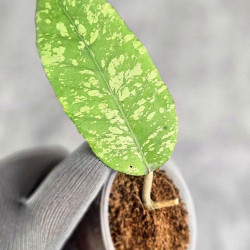 Hoya Sp. Aceh Embun Madu 