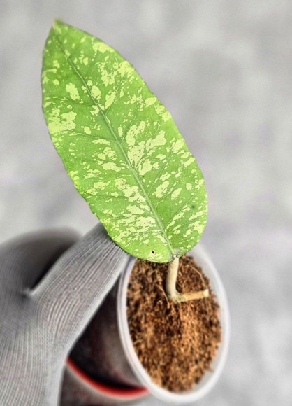 Hoya Sp. Aceh Embun Madu Hoya Sp. Aceh Embun Madu