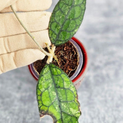 Hoya Clemensiorum Aceh #003                   