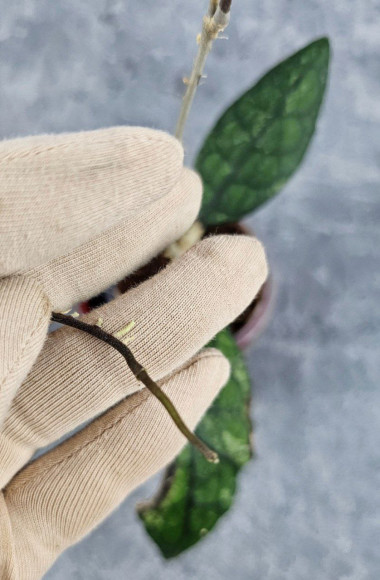 Hoya Clemensiorum Aceh #003                   