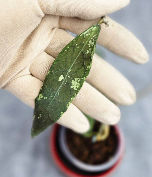 Hoya Clemensiorum Aceh #034  