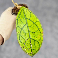 Hoya Clemensiorum Sarawak #001