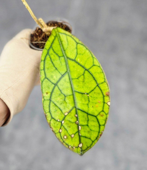 Hoya Clemensiorum Sarawak #001
