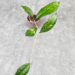 Hoya Clemensiorum Sarawak #002 