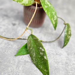 Hoya Caudata Aceh Red Leaf   