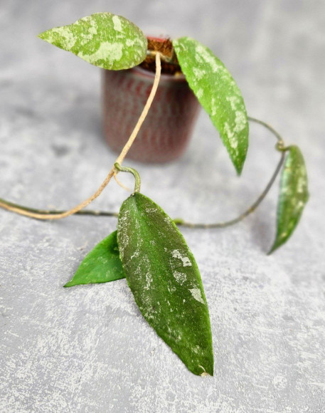 Hoya Caudata Aceh Red Leaf Hoya Caudata Aceh Red Leaf