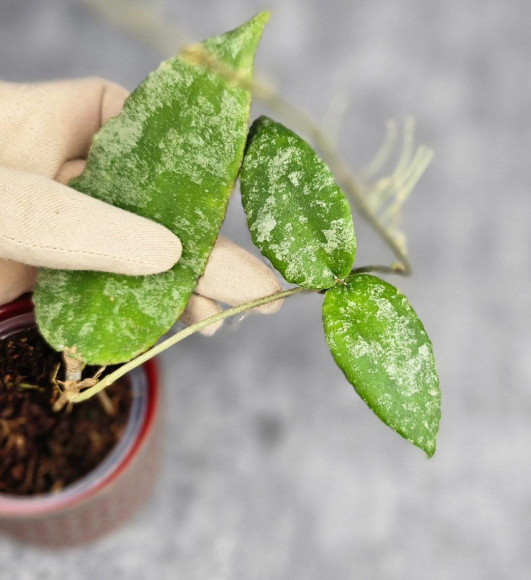 Hoya Caudata Aceh High Splash Hoya Caudata Aceh High Splash