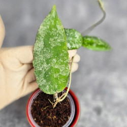 Hoya Caudata Aceh  High Splash  