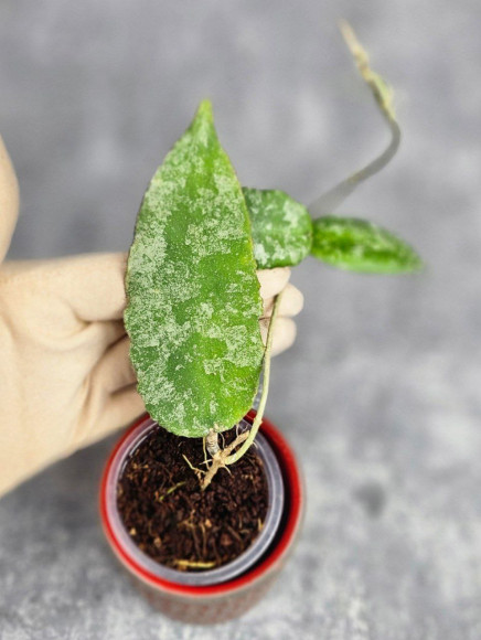 Hoya Caudata Aceh High Splash Hoya Caudata Aceh High Splash