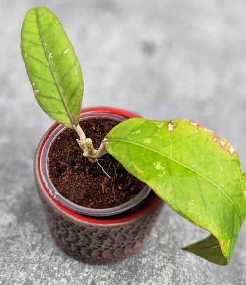 Hoya Sp Aceh  