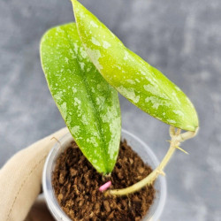 Hoya Forbesii Aceh Splash 