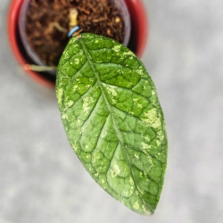 Hoya Sp. Aceh Permata Hijau 