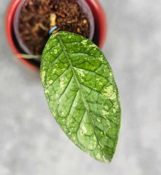 Hoya Sp. Aceh Permata Hijau Hoya Sp. Aceh Permata Hijau