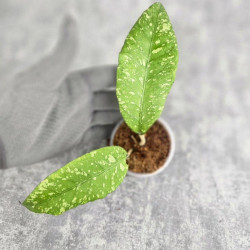 Hoya Sp. Aceh Embun Madu 