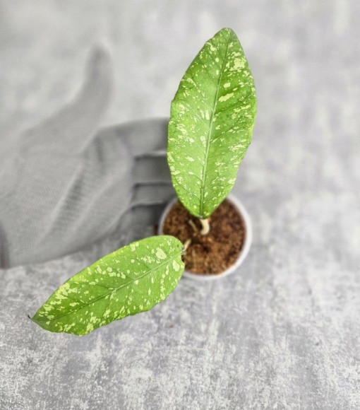 Hoya Sp. Aceh Embun Madu 