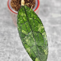 Hoya Clemensiorum Aceh #003                   