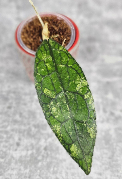 Hoya Clemensiorum Aceh #003                   