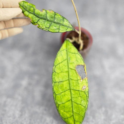 Hoya Clemensiorum Aceh #035