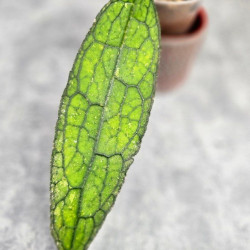 Hoya Clemensiorum Aceh ar #156