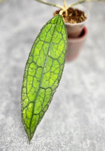 Hoya Clemensiorum Aceh ar #156