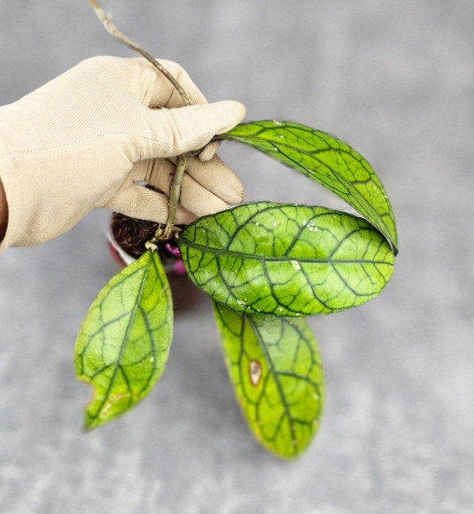 Hoya Clemensiorum Sarawak #001 