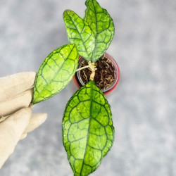 Hoya Clemensiorum Sarawak #002  