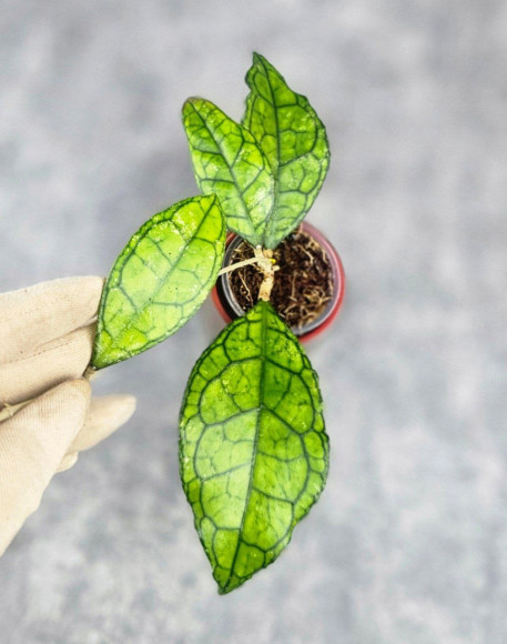 Hoya Clemensiorum Sarawak #002  
