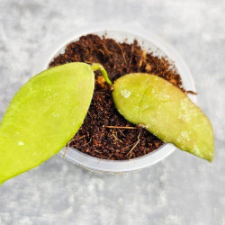 Hoya Caudata Aceh Red Leaf    