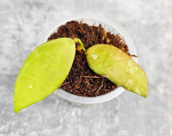 Hoya Caudata Aceh Red Leaf    