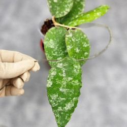 Hoya Caudata Aceh  High Splash  